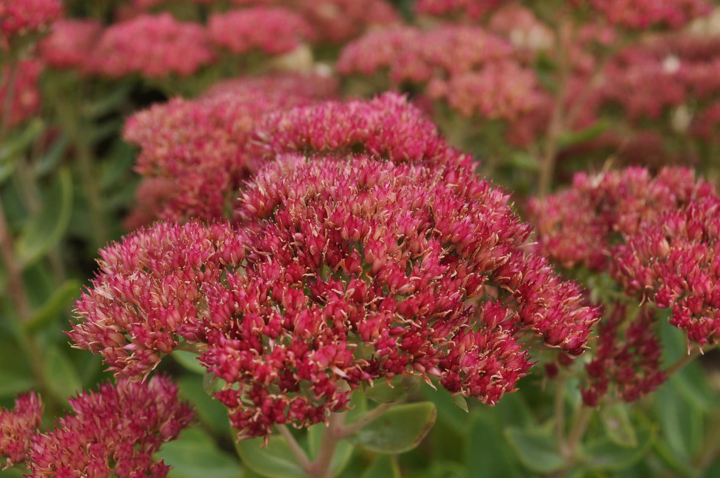 G2466 Sedum Spectabile Autumn Joy - View 5 from www redcrocus com