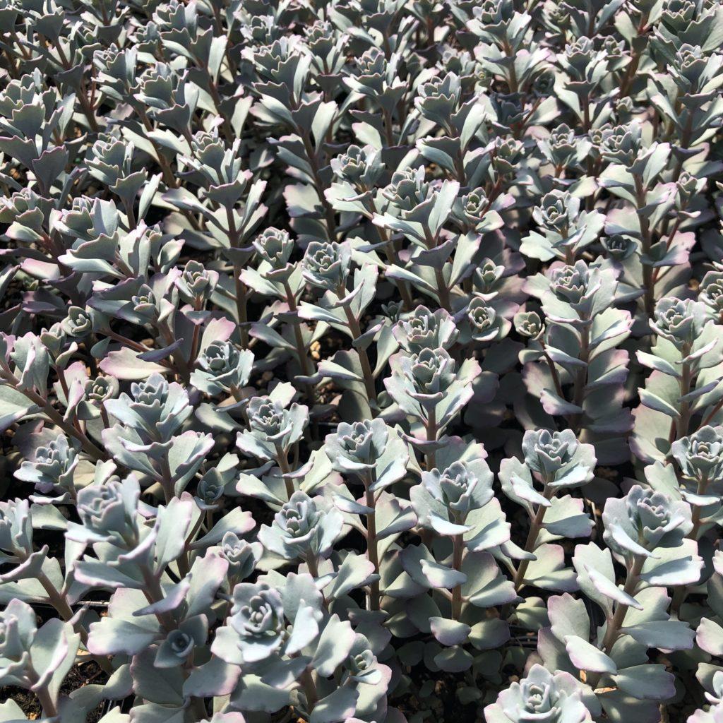 G2471 Sedum Cauticola Lidakense 11 Fa495036 Adcb 47f9 B7aa Bdb8a853825e from www redcrocus com