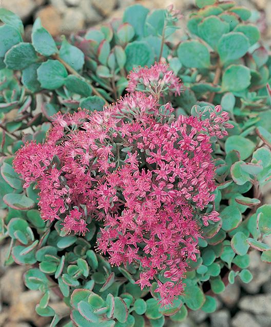 G2471 Sedum Cauticola Lidakense 12 71fd388d 8cfb 41b2 808c 6765e63245d7 from www redcrocus com