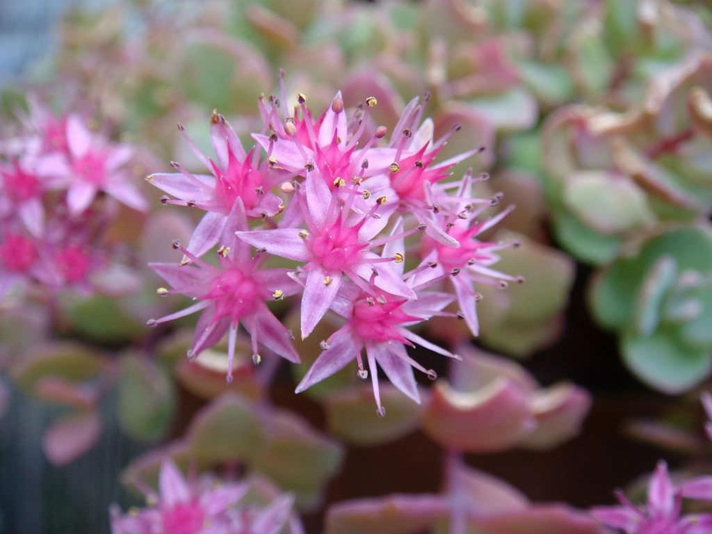 G2471 Sedum Cauticola Lidakense - View 14 from www redcrocus com
