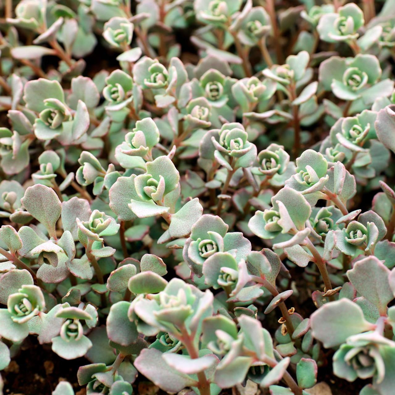 G2471 Sedum Cauticola Lidakense - View 15 from www redcrocus com