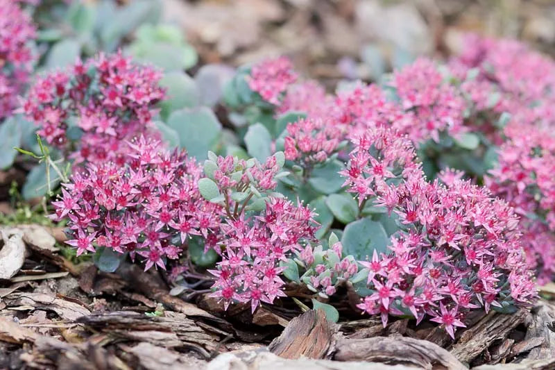 G2471 Sedum Cauticola Lidakense - View 16 from www redcrocus com