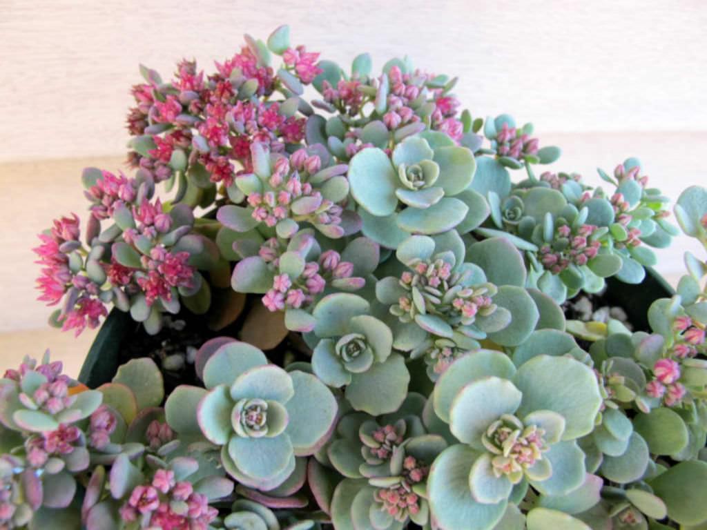 G2471 Sedum Cauticola Lidakense - View 17 from www redcrocus com