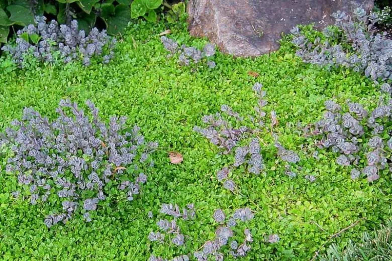 G2471 Sedum Cauticola Lidakense 19 4e676803 5493 4498 9568 5219412c48be from www redcrocus com