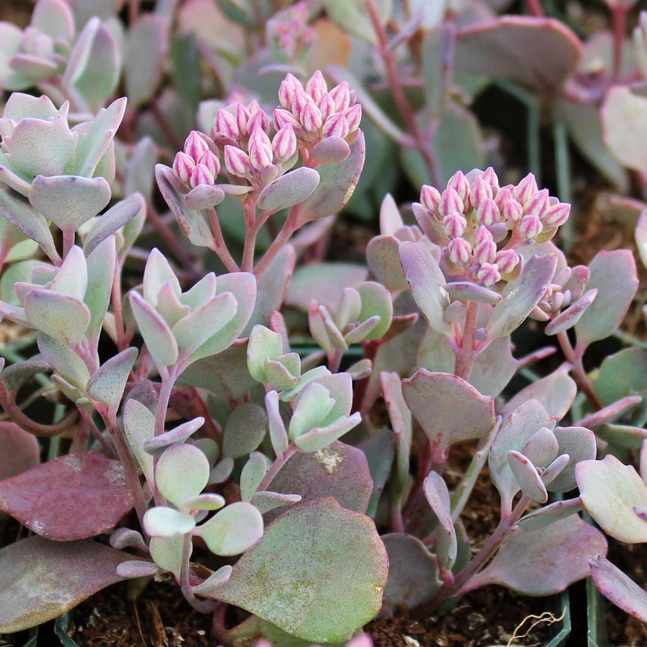 G2471 Sedum Cauticola Lidakense 1 20f68ed3 80e5 4225 9bd6 85a9a8b3ad8b from www redcrocus com
