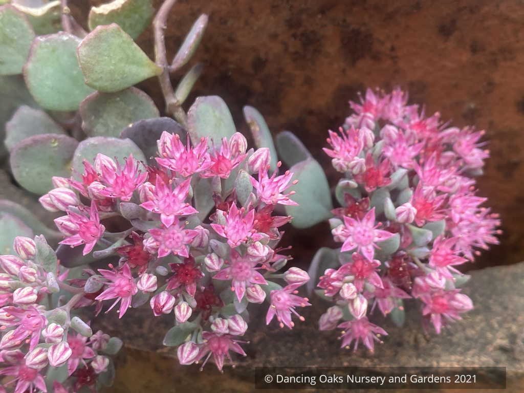 G2471 Sedum Cauticola Lidakense 2 7d753558 98d9 43e1 B411 F502c0e7b94f from www redcrocus com
