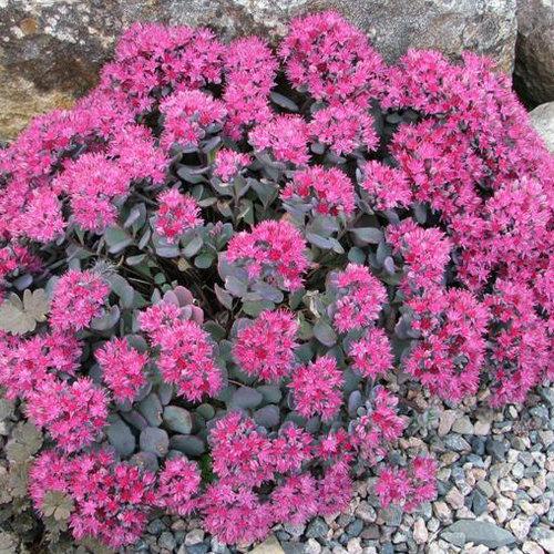 G2471 Sedum Cauticola Lidakense - View 5 from www redcrocus com