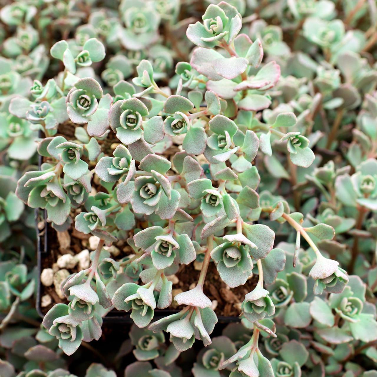 G2471 Sedum Cauticola Lidakense 6 3aaba81f 2163 4f5b Aff7 9c7c32037526 from www redcrocus com