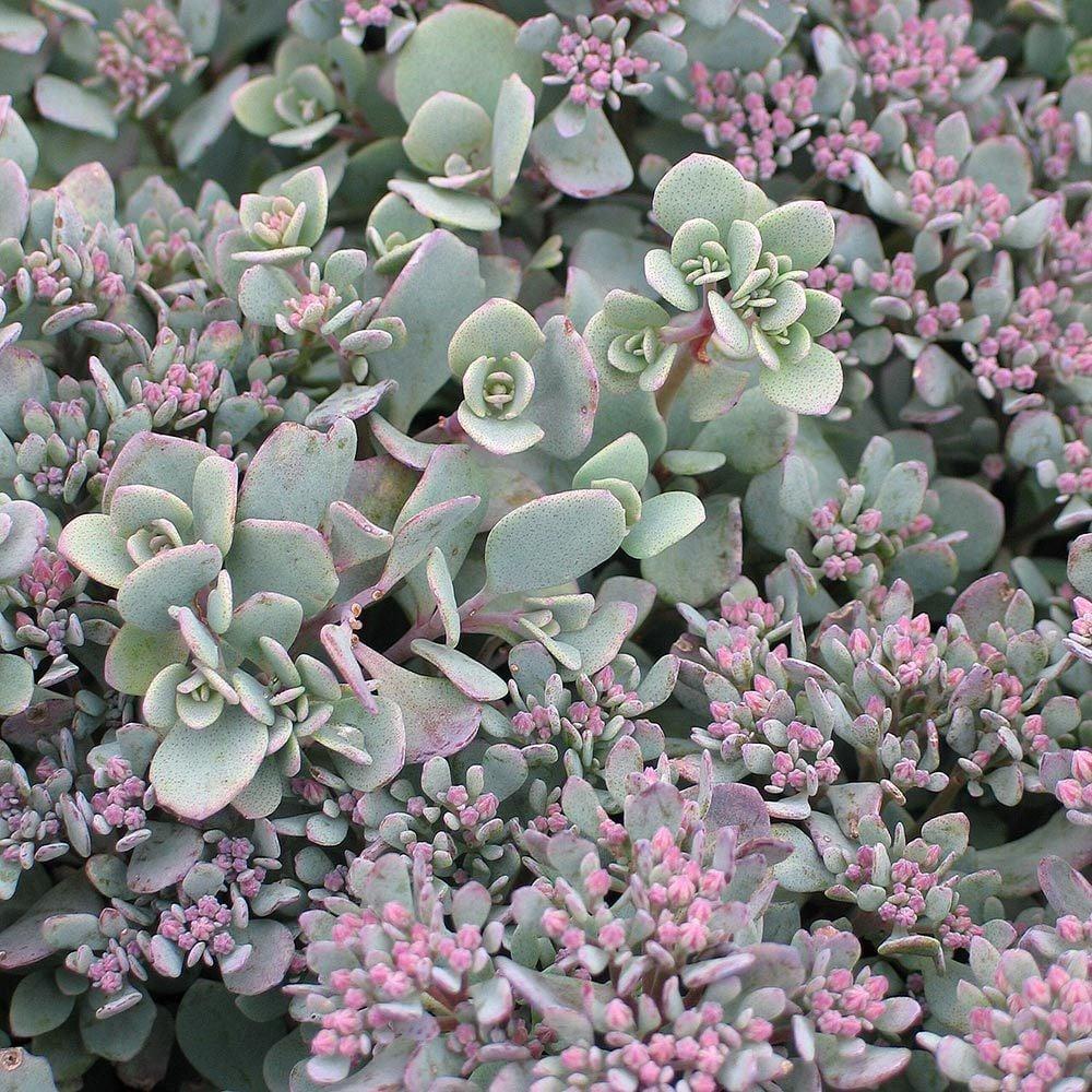 G2471 Sedum Cauticola Lidakense 7 F87892f1 2750 466a 9d86 F641a10d69c4 from www redcrocus com