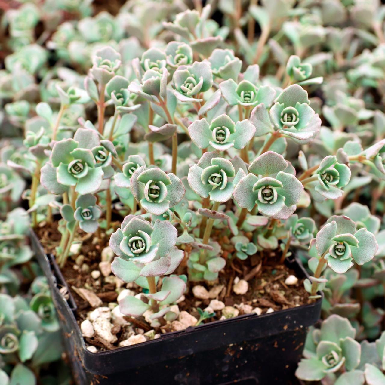 G2471 Sedum Cauticola Lidakense 8 Ef8eb485 Eb1d 43b7 B92e 0c5615f7f826 from www redcrocus com