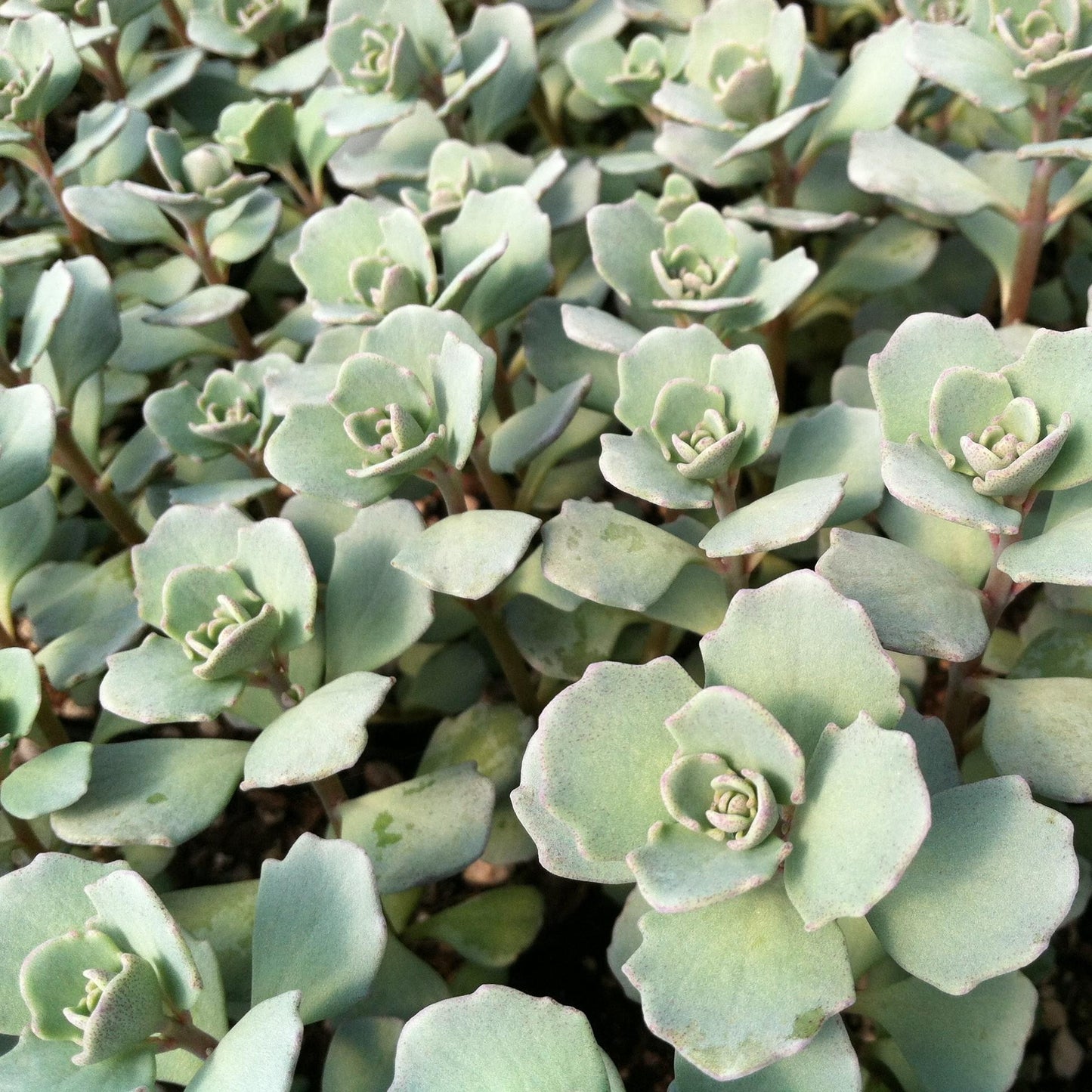 G2471 Sedum Cauticola Lidakense 9 8ebdf20d 5c62 4b56 8411 A1281e3f6cef from www redcrocus com
