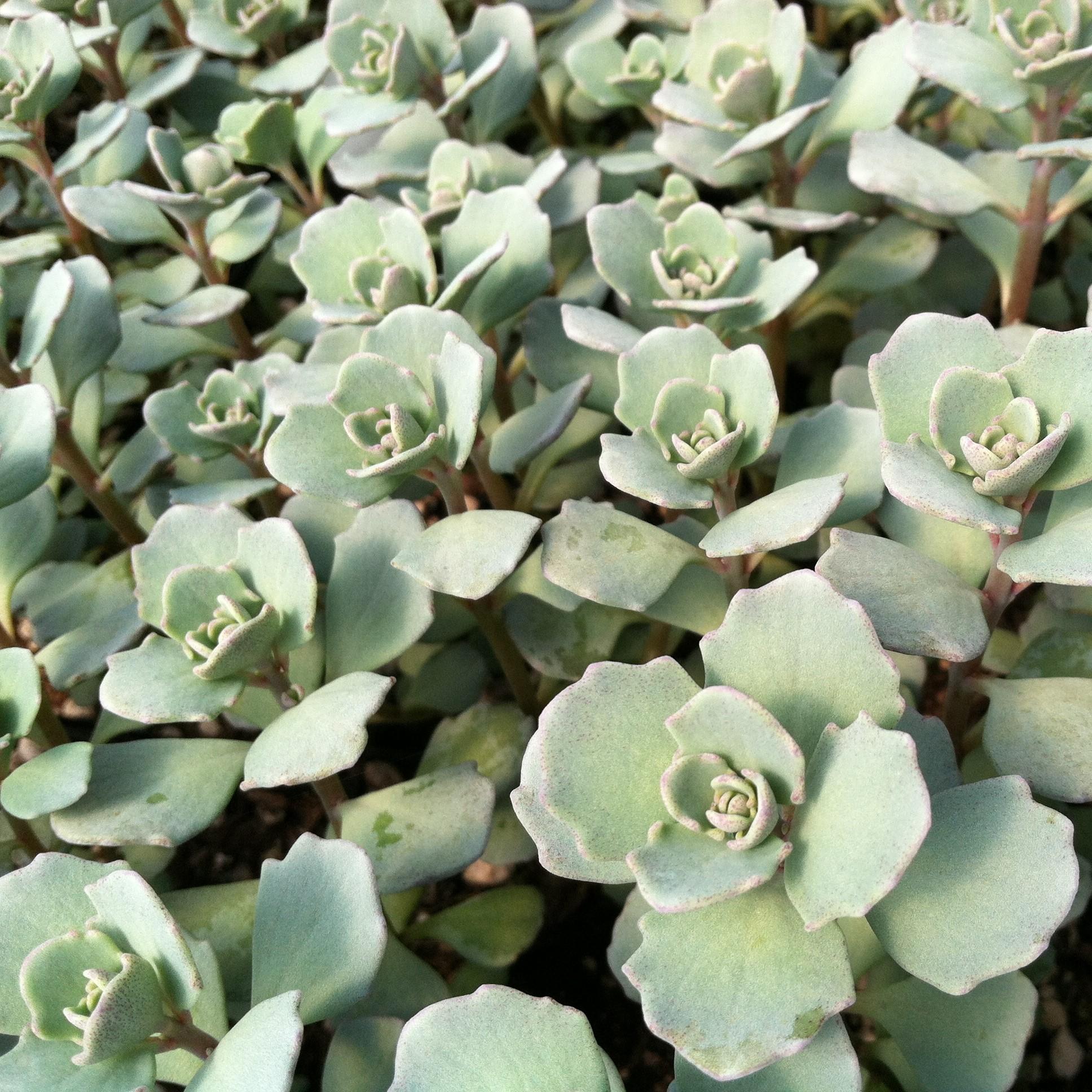 G2471 Sedum Cauticola Lidakense 9 8ebdf20d 5c62 4b56 8411 A1281e3f6cef from www redcrocus com