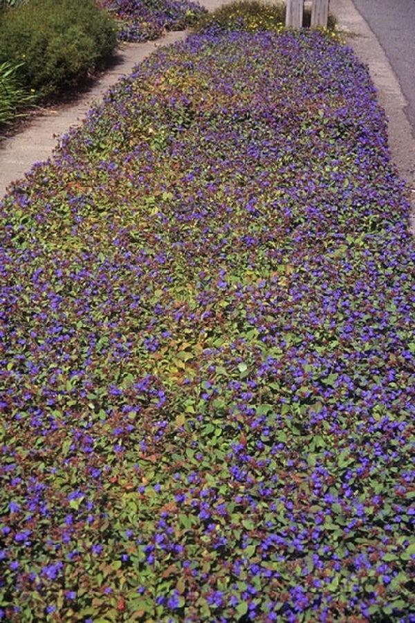 G2479 Ceratostigma Plumbaginoides - View 14 from www redcrocus com