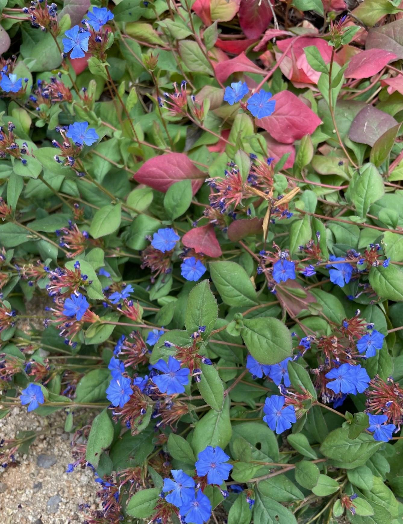 G2479 Ceratostigma Plumbaginoides - View 15 from www redcrocus com