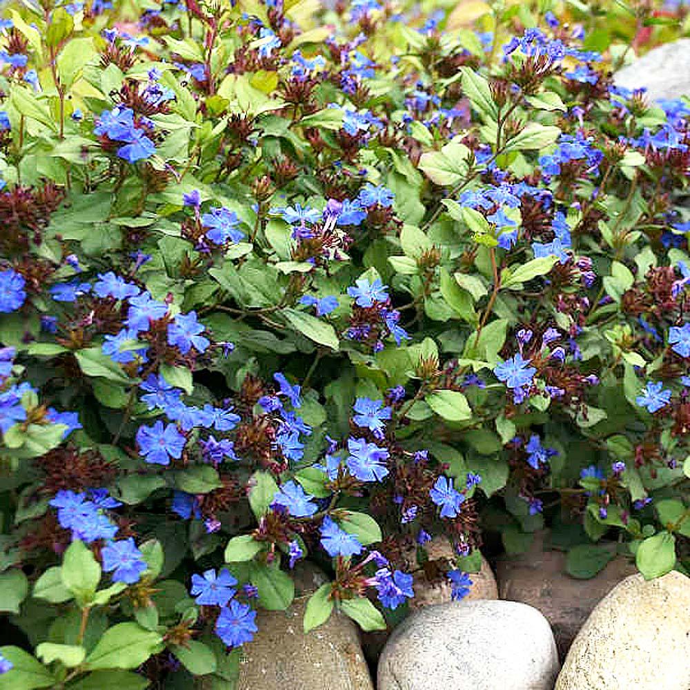 G2479 Ceratostigma Plumbaginoides - View 16 from www redcrocus com