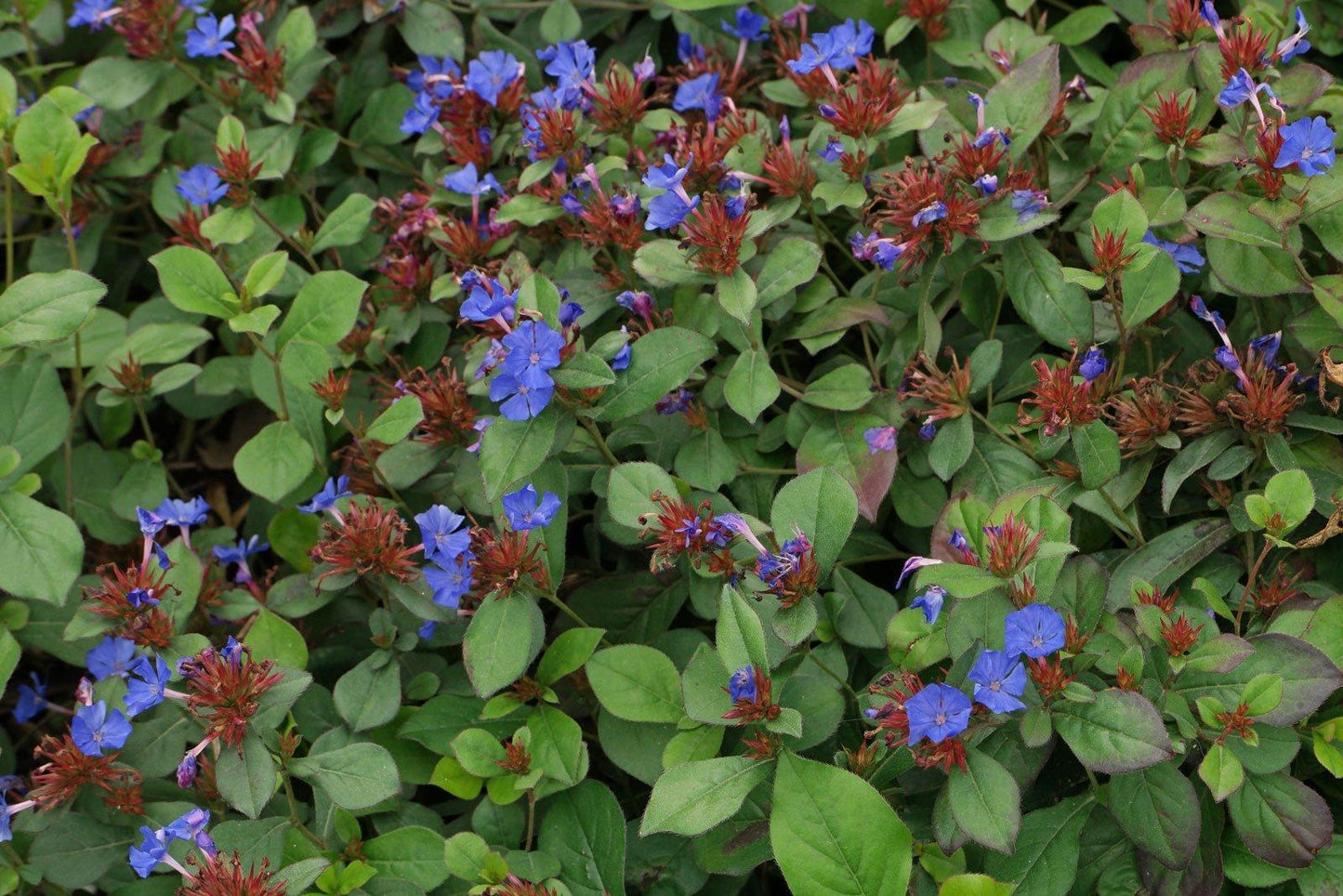 G2479 Ceratostigma Plumbaginoides - View 17 from www redcrocus com