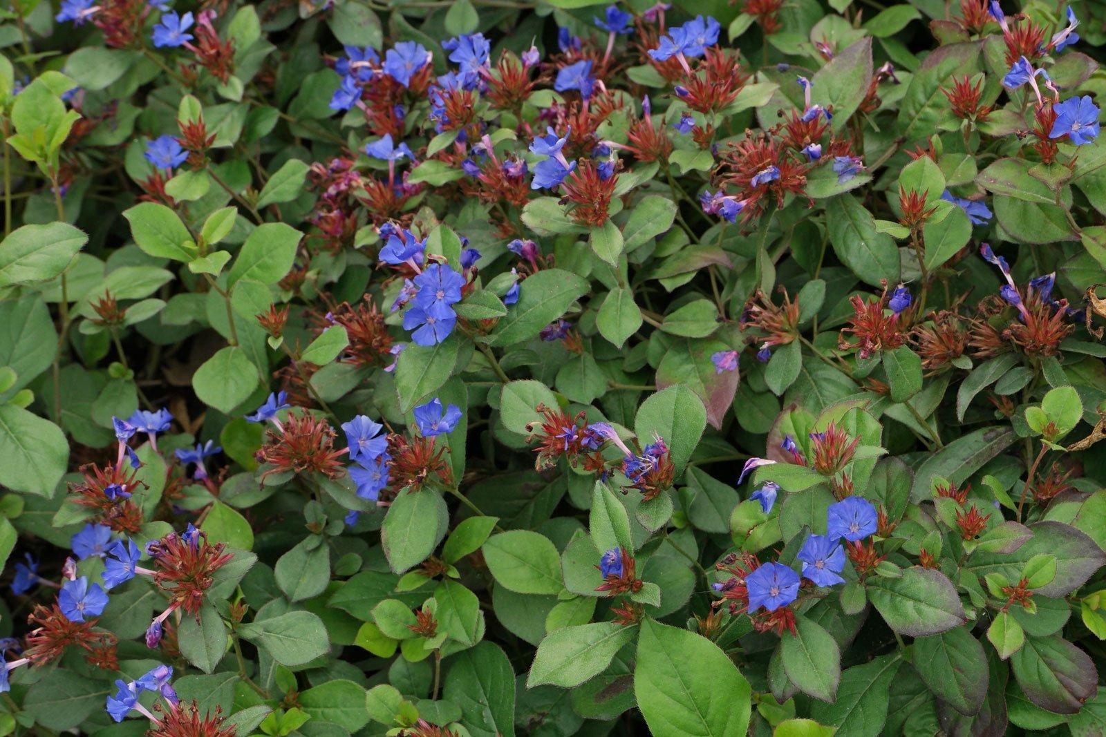 G2479 Ceratostigma Plumbaginoides - View 17 from www redcrocus com