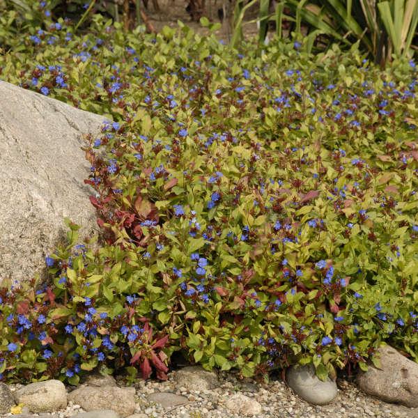 G2479 Ceratostigma Plumbaginoides - View 19 from www redcrocus com
