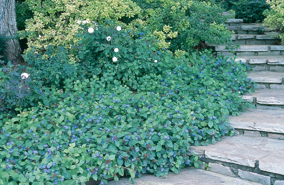 G2479 Ceratostigma Plumbaginoides - View 1 from www redcrocus com