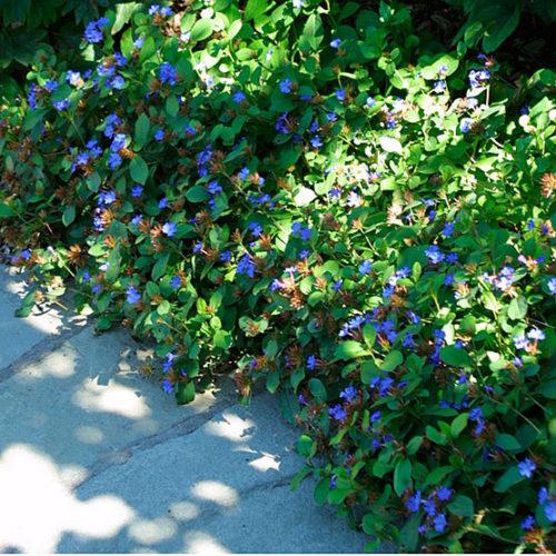 G2479 Ceratostigma Plumbaginoides - View 23 from www redcrocus com