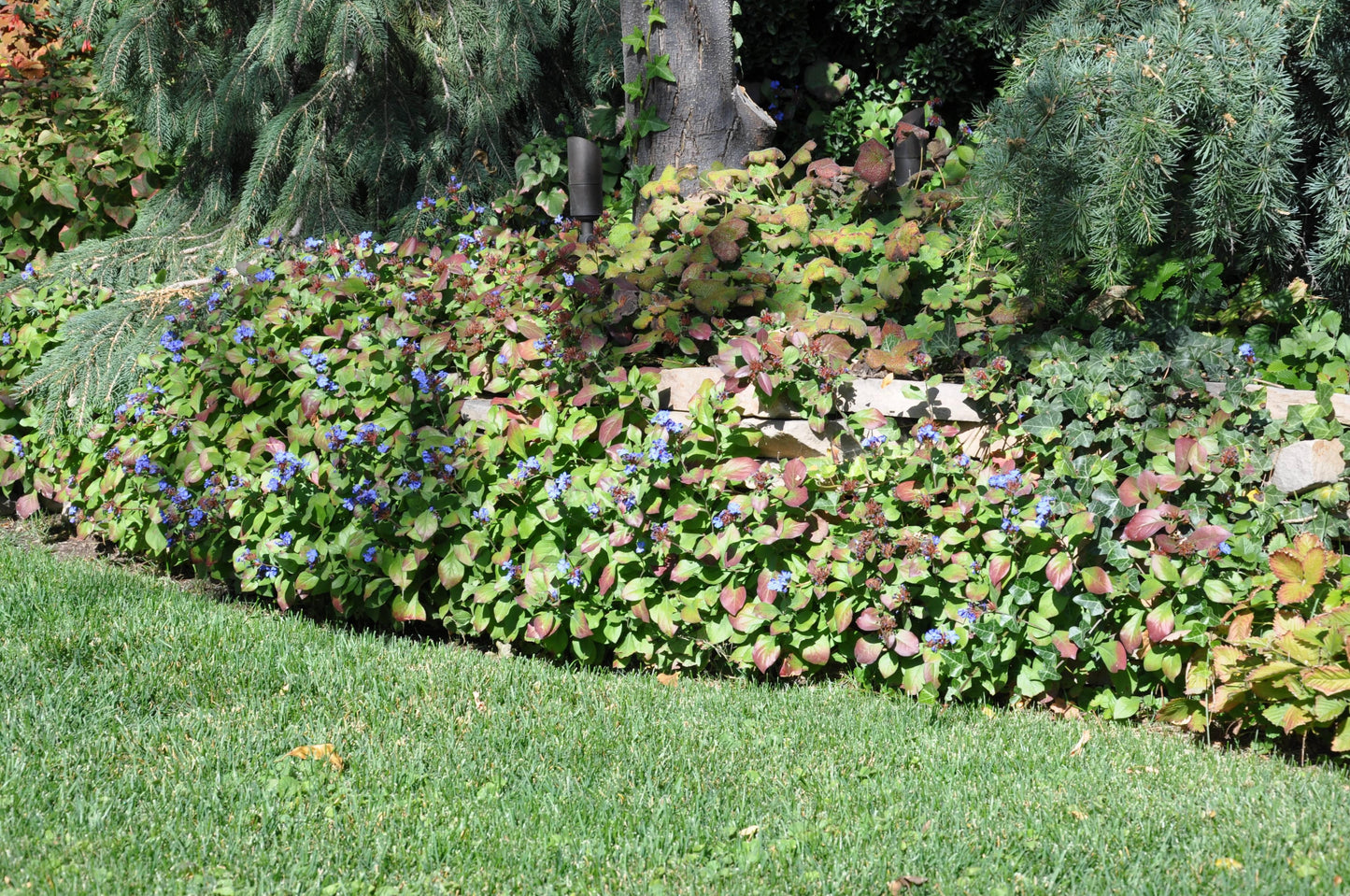 G2479 Ceratostigma Plumbaginoides - View 26 from www redcrocus com