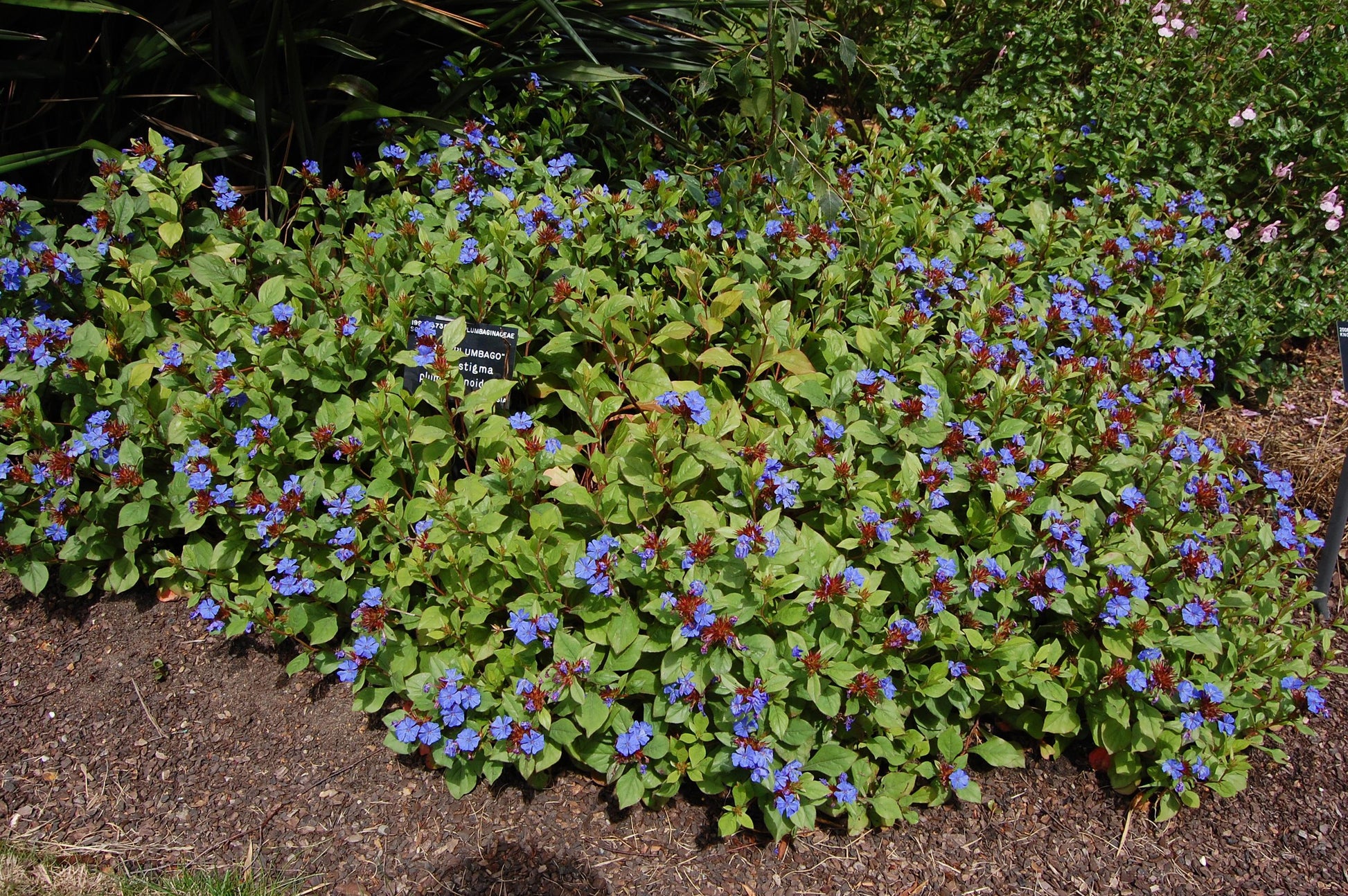 G2479 Ceratostigma Plumbaginoides - View 2 from www redcrocus com