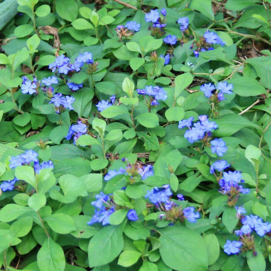 G2479 Ceratostigma Plumbaginoides - View 31 from www redcrocus com