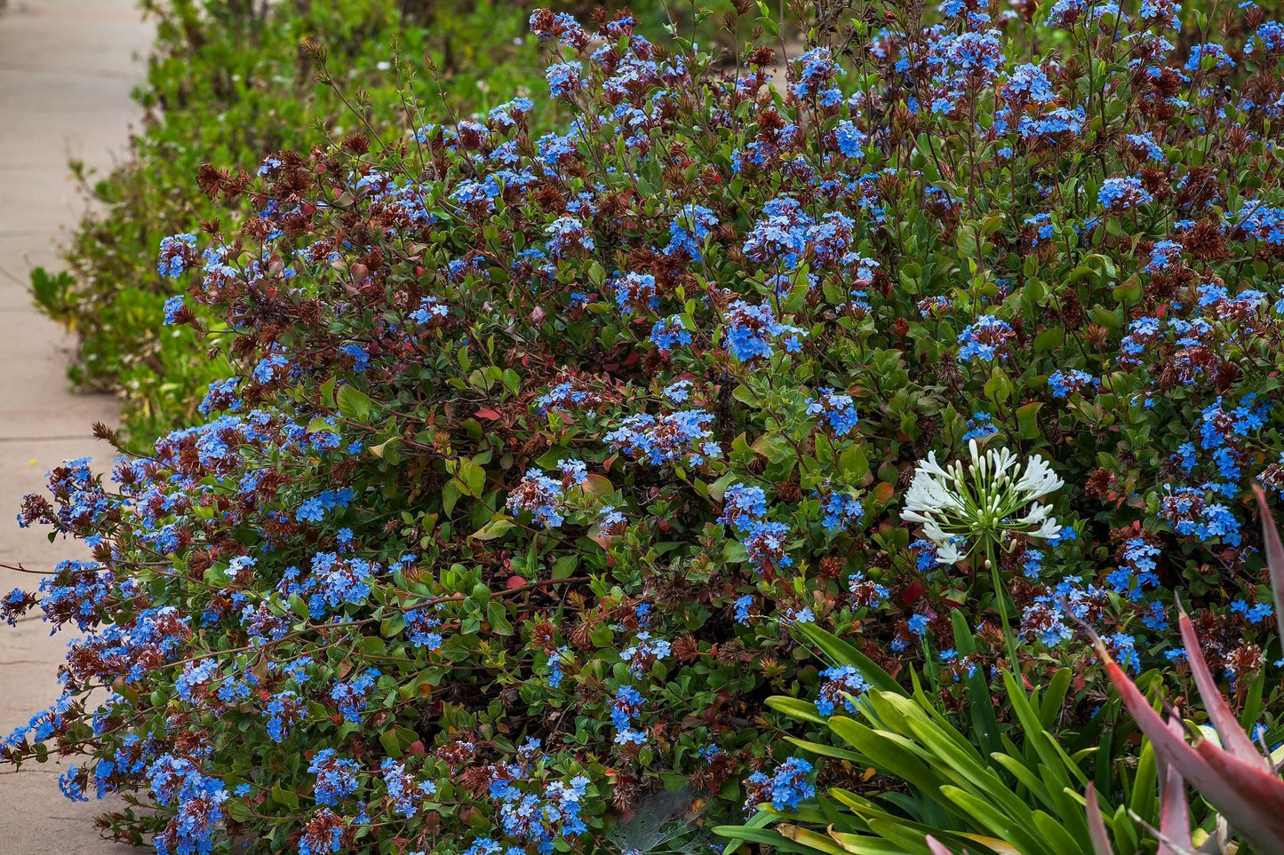 G2479 Ceratostigma Plumbaginoides - View 32 from www redcrocus com