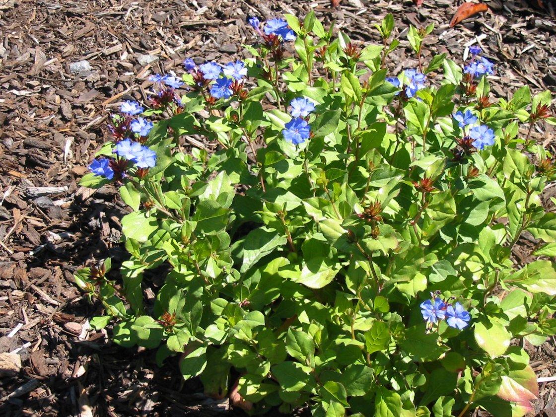 G2479 Ceratostigma Plumbaginoides - View 35 from www redcrocus com