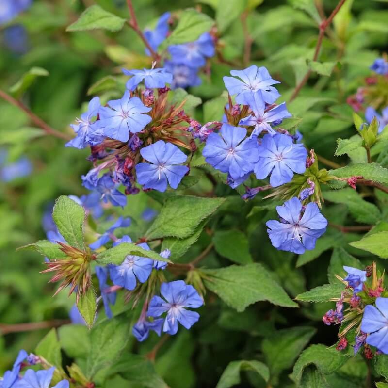 G2479 Ceratostigma Plumbaginoides - View 36 from www redcrocus com
