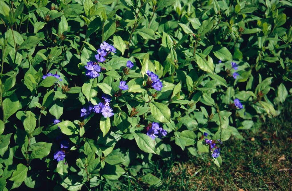 G2479 Ceratostigma Plumbaginoides - View 37 from www redcrocus com