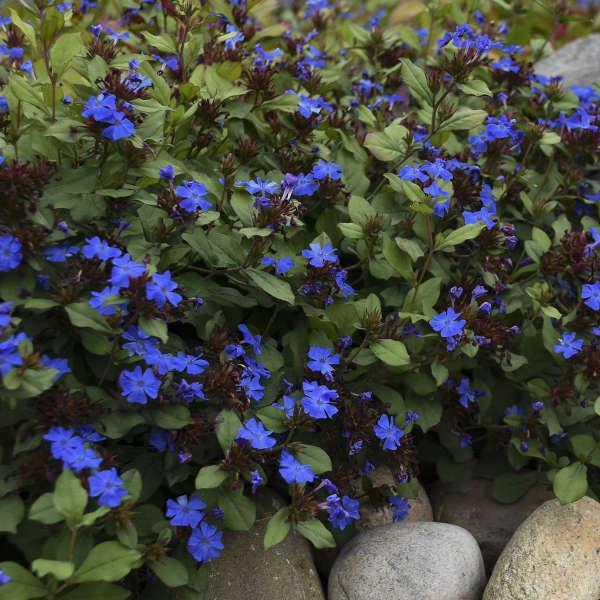 G2479 Ceratostigma Plumbaginoides - View 4 from www redcrocus com