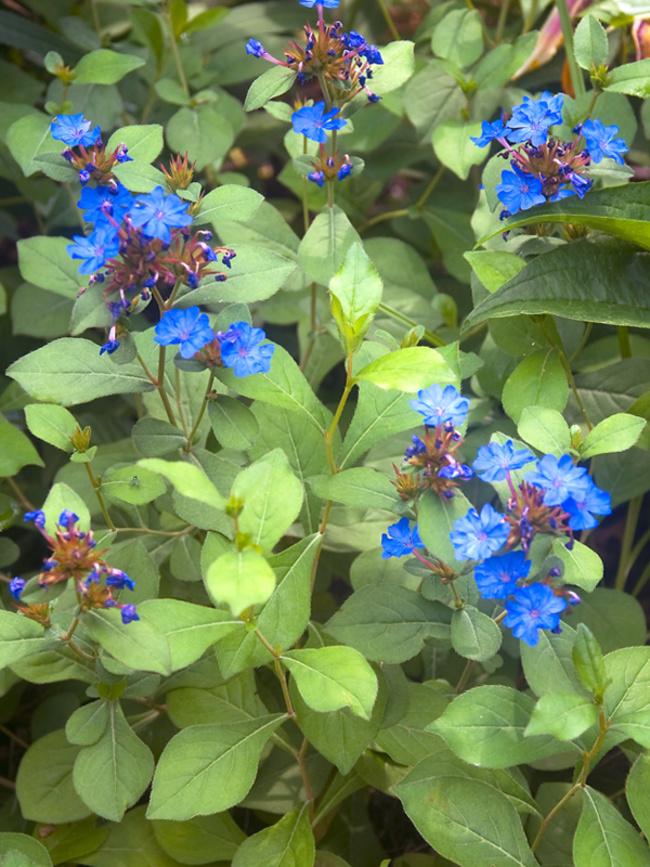 G2479 Ceratostigma Plumbaginoides - View 9 from www redcrocus com