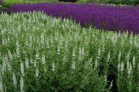 G247 Salvia Nemorosa Snow Hill 18 88c36c91 A071 413d 8184 946185c198d9 from www redcrocus com