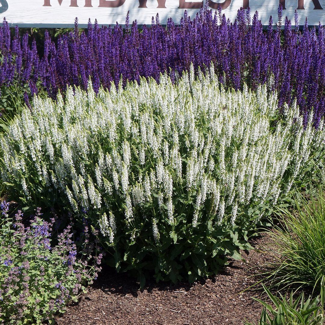 G247 Salvia Nemorosa Snow Hill 1 A653072d Aa87 49b2 Ac8e 710ac208cf76 from www redcrocus com