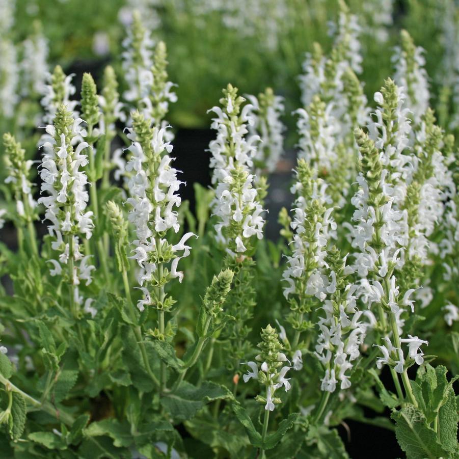 G247 Salvia Nemorosa Snow Hill 4 40b3a9c6 4a9c 4e98 8850 979696e0d91a from www redcrocus com