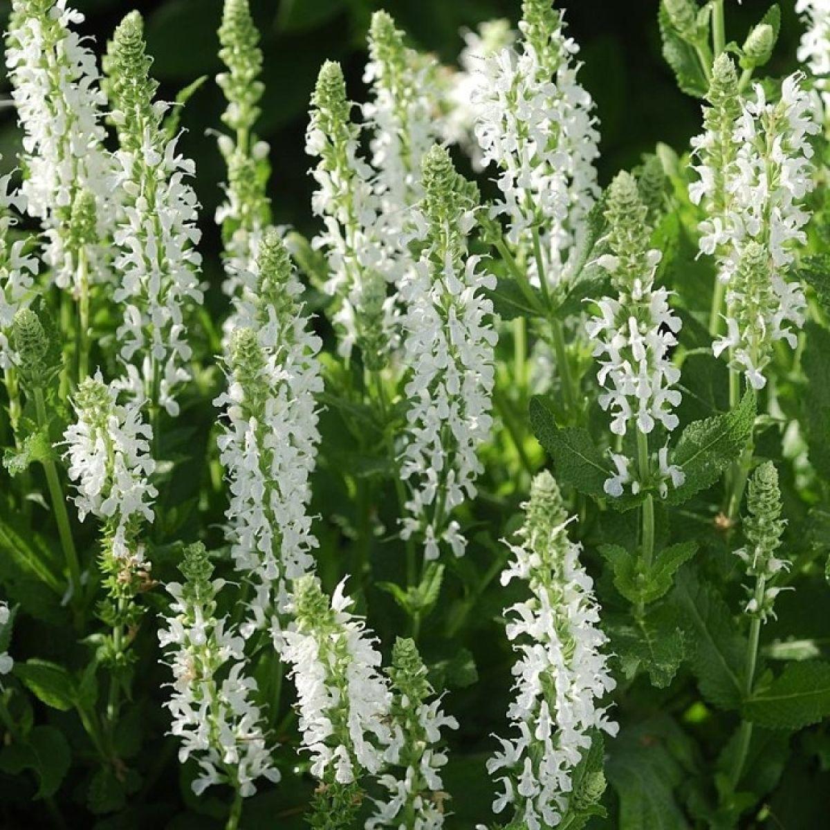 G247 Salvia Nemorosa Snow Hill 8 5886c52c 8df6 4b72 8266 6c8975f68771 from www redcrocus com