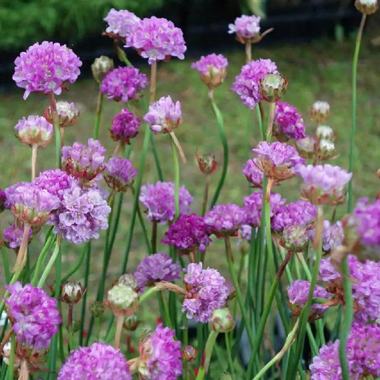 G2488 Armeria Pseudarmeria Ballerina Lilac - View 10 from www redcrocus com