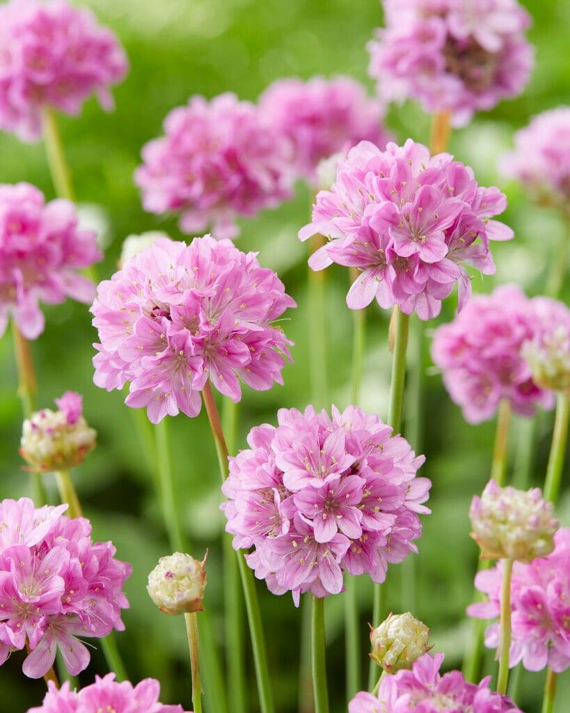 G2488 Armeria Pseudarmeria Ballerina Lilac - View 11 from www redcrocus com