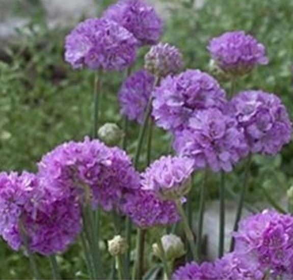 G2488 Armeria Pseudarmeria Ballerina Lilac - View 12 from www redcrocus com