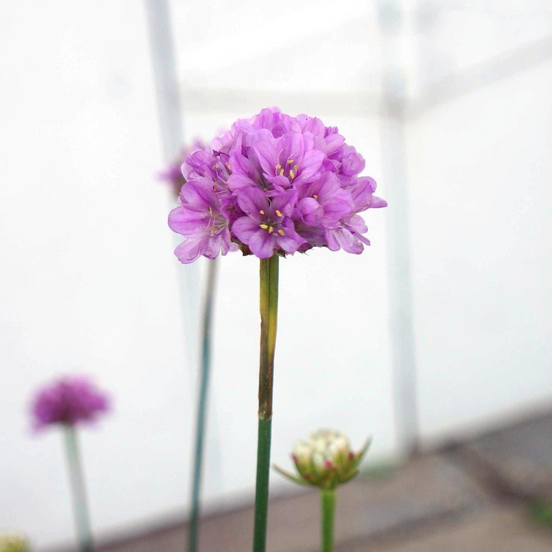 G2488 Armeria Pseudarmeria Ballerina Lilac - View 14 from www redcrocus com