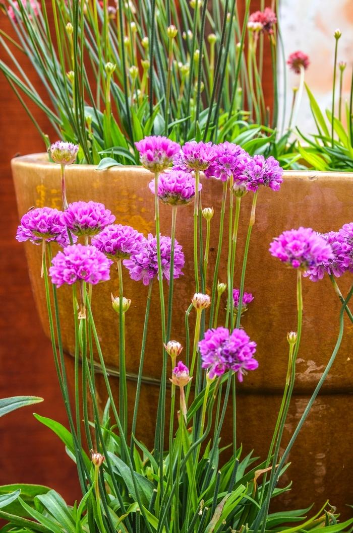 G2488 Armeria Pseudarmeria Ballerina Lilac - View 15 from www redcrocus com