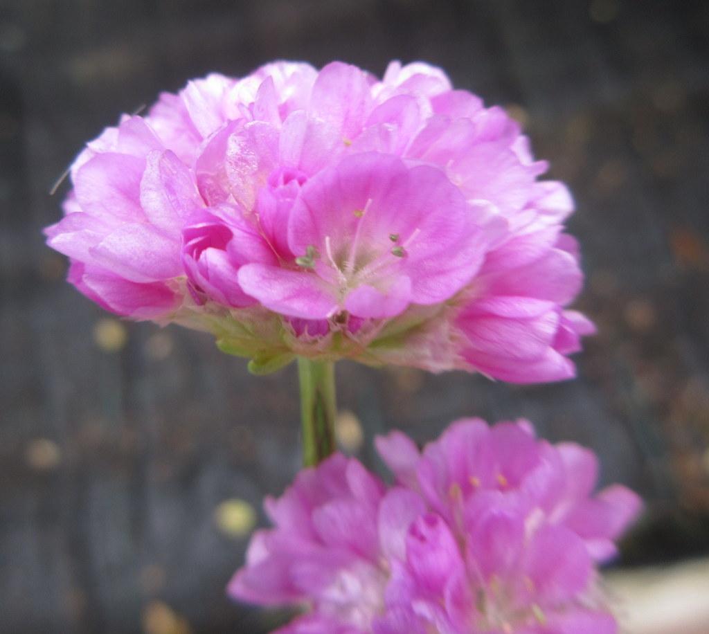 G2488 Armeria Pseudarmeria Ballerina Lilac - View 16 from www redcrocus com