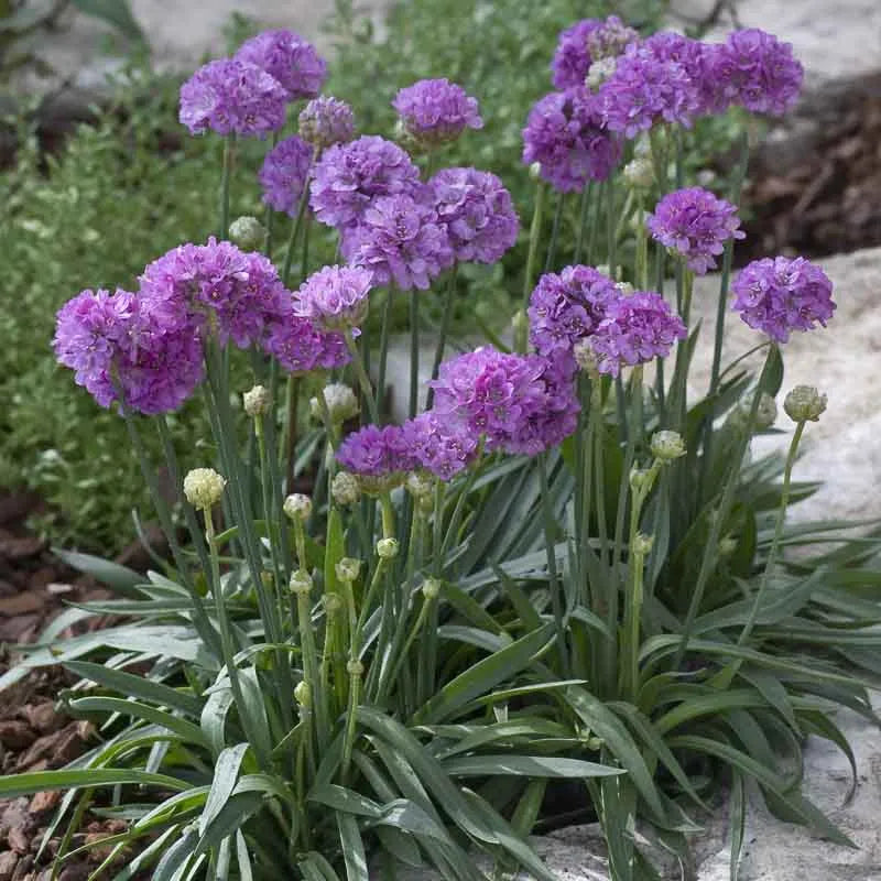 G2488 Armeria Pseudarmeria Ballerina Lilac - View 2 from www redcrocus com
