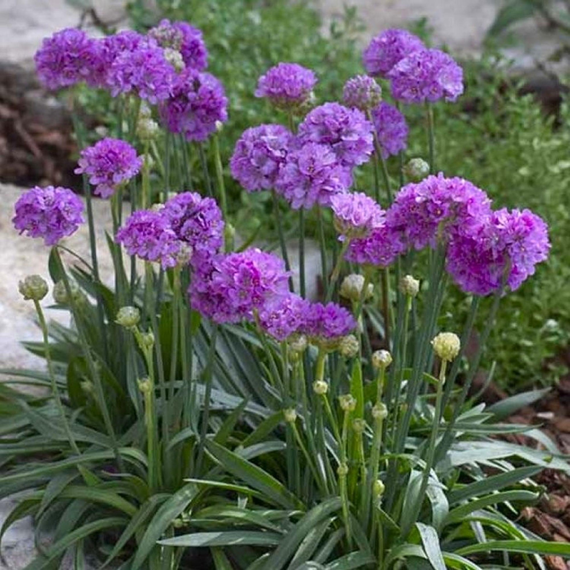 G2488 Armeria Pseudarmeria Ballerina Lilac - View 3 from www redcrocus com