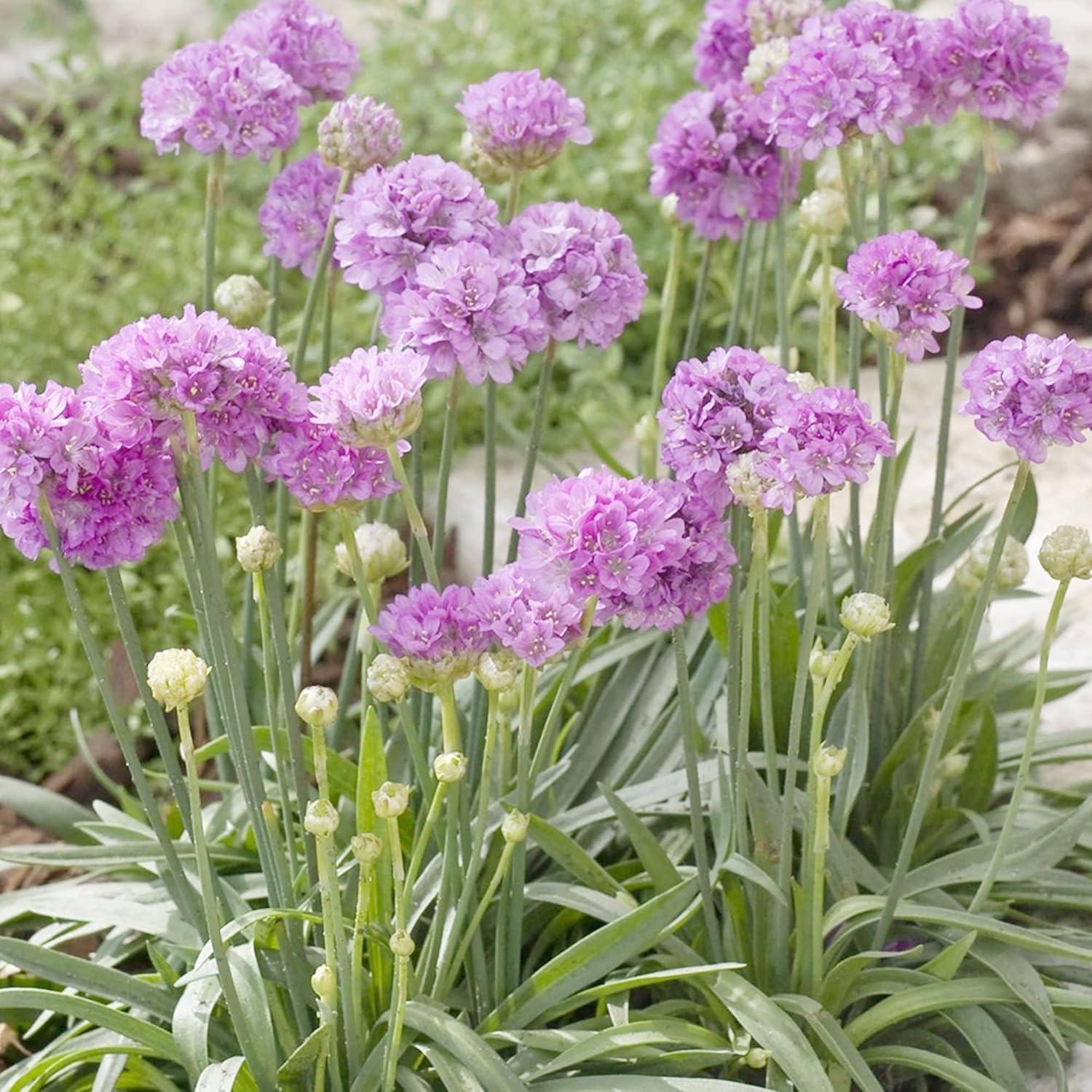 G2488 Armeria Pseudarmeria Ballerina Lilac - View 5 from www redcrocus com