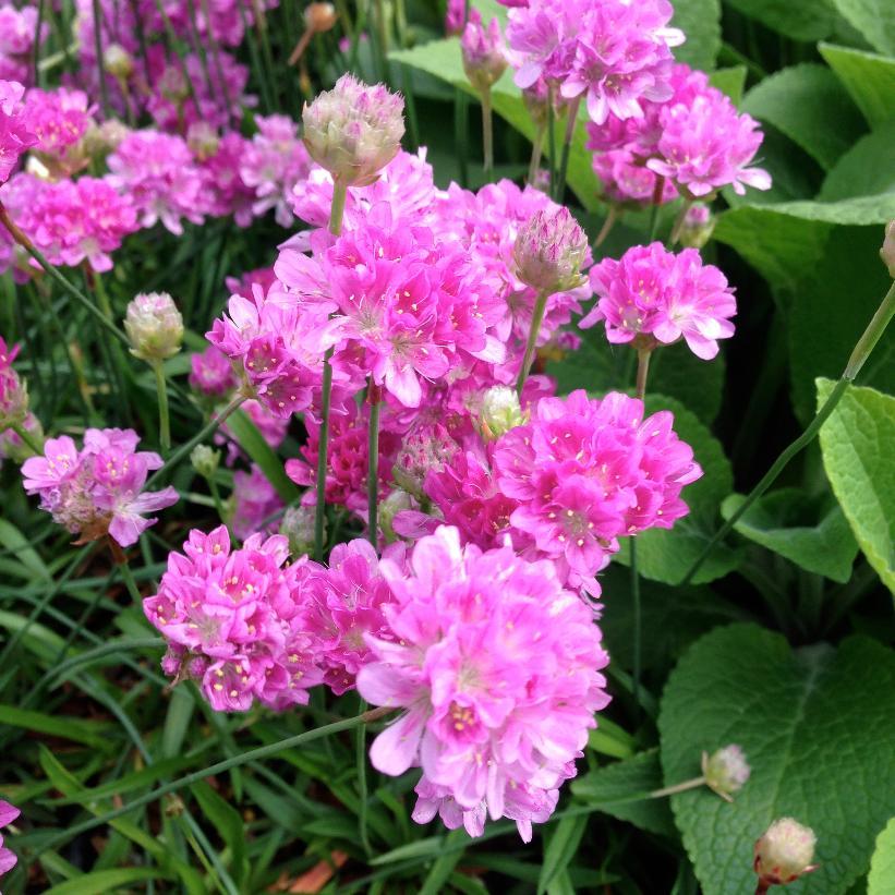 G2488 Armeria Pseudarmeria Ballerina Lilac - View 6 from www redcrocus com