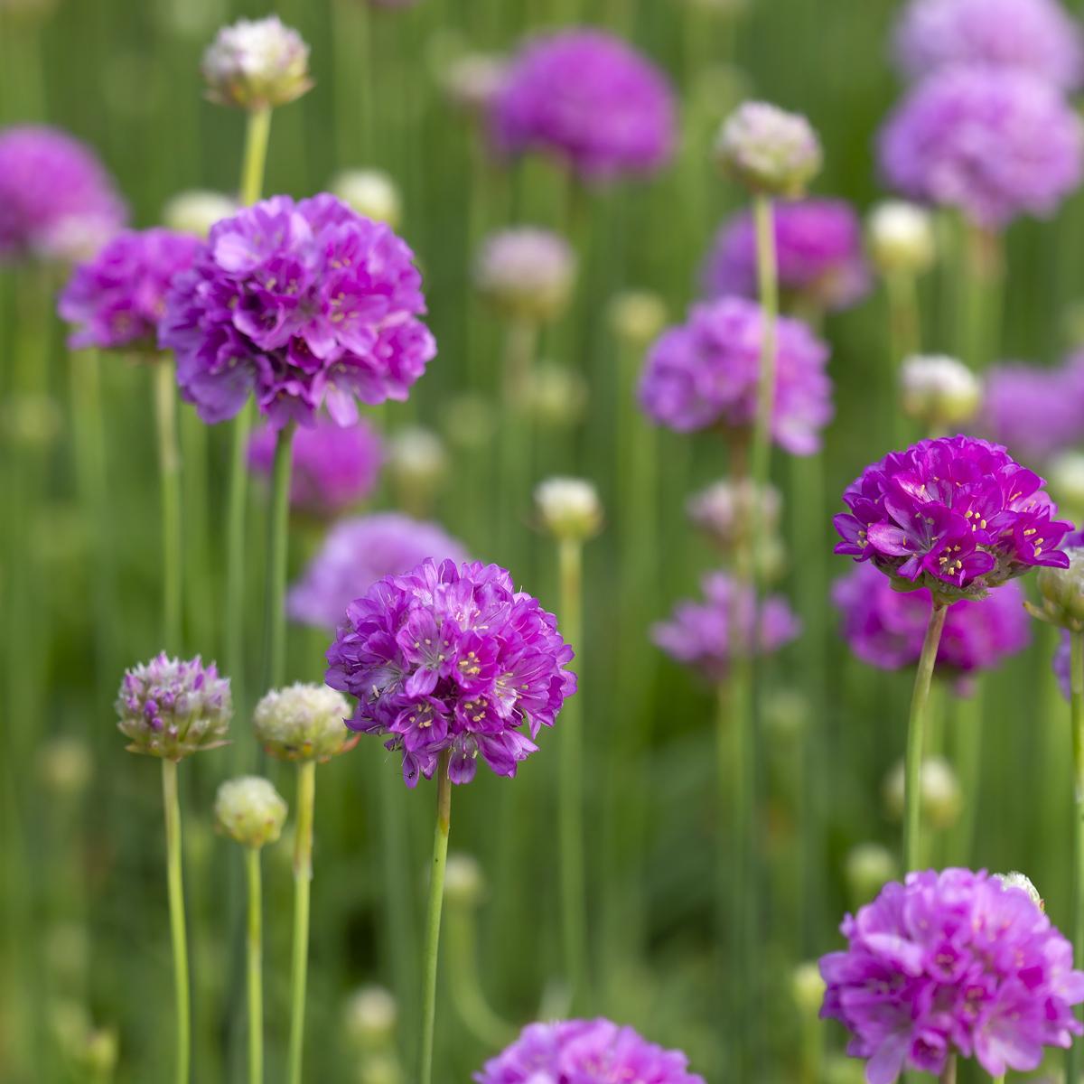 G2488 Armeria Pseudarmeria Ballerina Lilac - View 7 from www redcrocus com