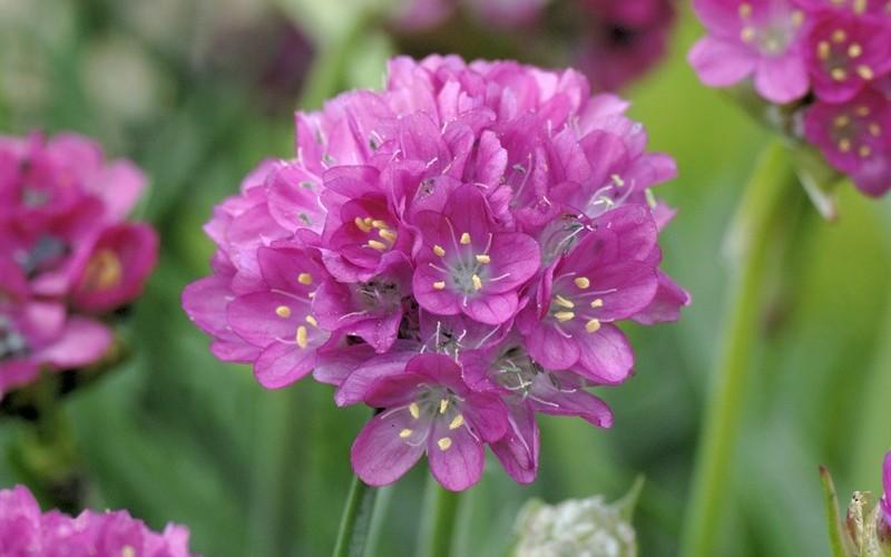 G2488 Armeria Pseudarmeria Ballerina Lilac - View 8 from www redcrocus com