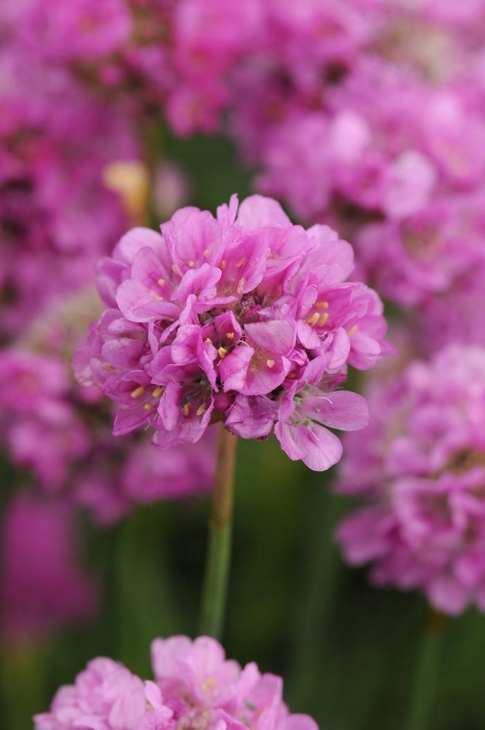 G2488 Armeria Pseudarmeria Ballerina Lilac - View 9 from www redcrocus com